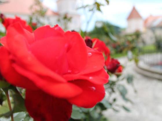 Rose im Stift Vorau (C) Oststeiermark Tourismus