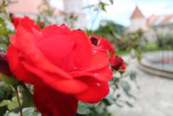 Rose im Stift Vorau (C) Oststeiermark Tourismus