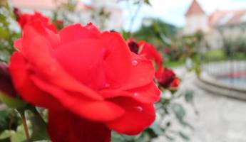 Rose im Stift Vorau (C) Oststeiermark Tourismus