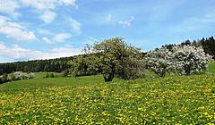 Blühende Landschaft (C) Oststeiermark Tourismus