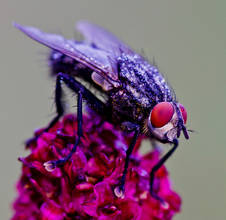 Blaue Schmeissfliege (C) Stefan Putz
