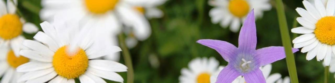 Blumenpracht